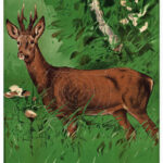 AKAH DJV-Scheibe​ Nr.1 Rehbock Zielscheibe